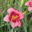 Denivka 'Dan Mahony' - Hemerocallis 'Dan Mahony'
