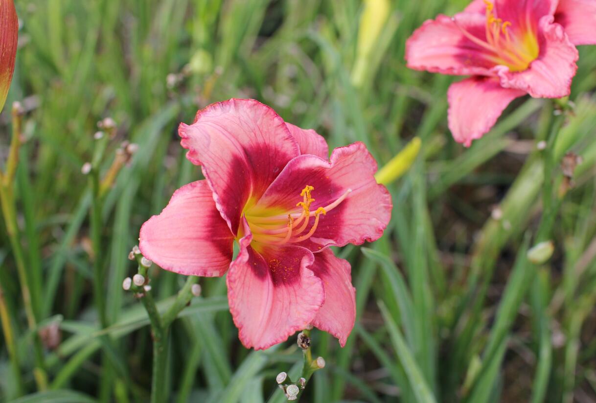 Denivka 'Dan Mahony' - Hemerocallis 'Dan Mahony'
