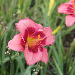 Denivka 'Dan Mahony' - Hemerocallis 'Dan Mahony'