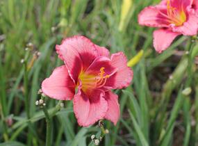 Denivka 'Dan Mahony' - Hemerocallis 'Dan Mahony'