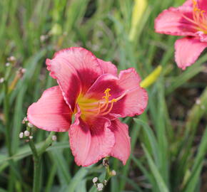 Denivka 'Dan Mahony' - Hemerocallis 'Dan Mahony'
