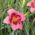 Hemerocallis 'Dan Mahony'.JPG