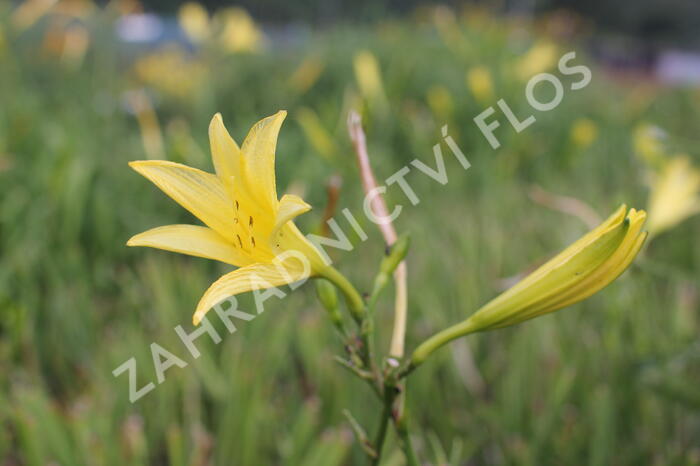 Denivka citrónová - Hemerocallis citrina