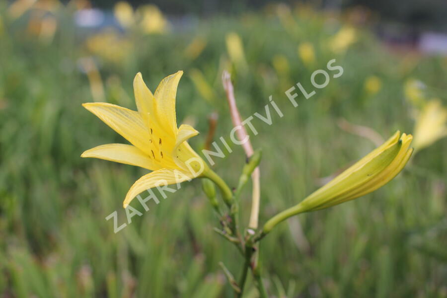 Denivka citrónová - Hemerocallis citrina