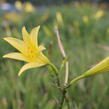 Denivka citrónová - Hemerocallis citrina
