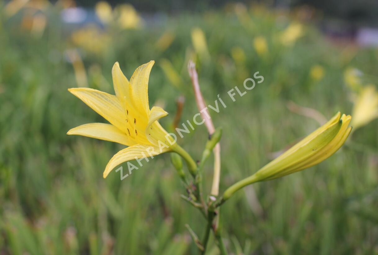 Denivka citrónová - Hemerocallis citrina