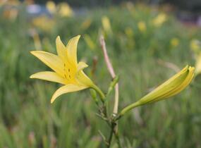 Denivka citrónová - Hemerocallis citrina