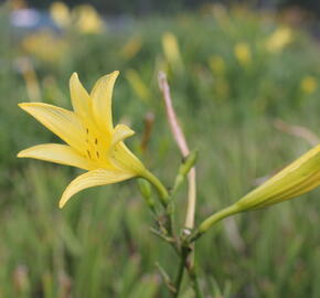 Denivka citrónová - Hemerocallis citrina