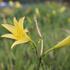 Hemerocallis citrina.JPG