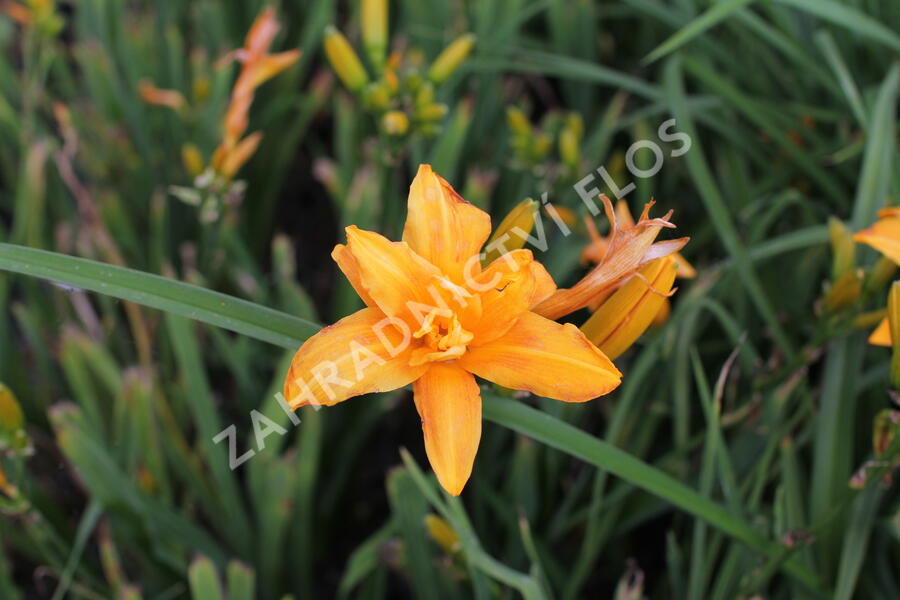 Denivka 'Primal Scream' - Hemerocallis 'Primal Scream'