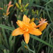 Denivka 'Primal Scream' - Hemerocallis 'Primal Scream'