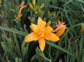 Denivka 'Primal Scream' - Hemerocallis 'Primal Scream'