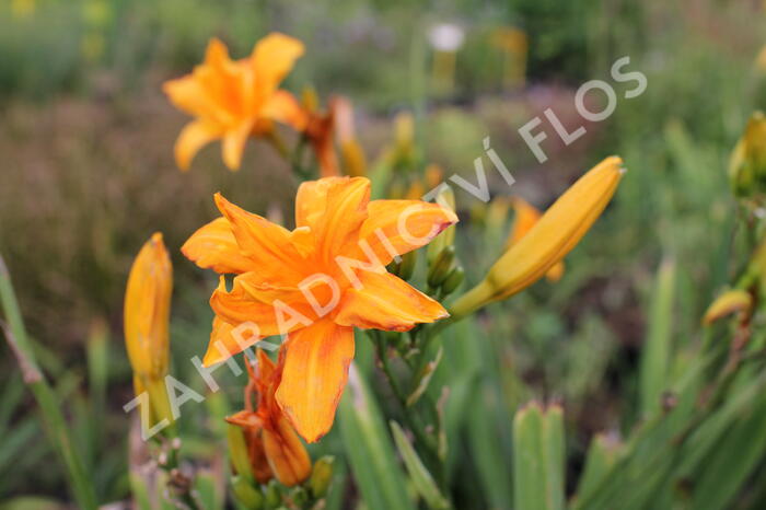 Denivka 'Primal Scream' - Hemerocallis 'Primal Scream'