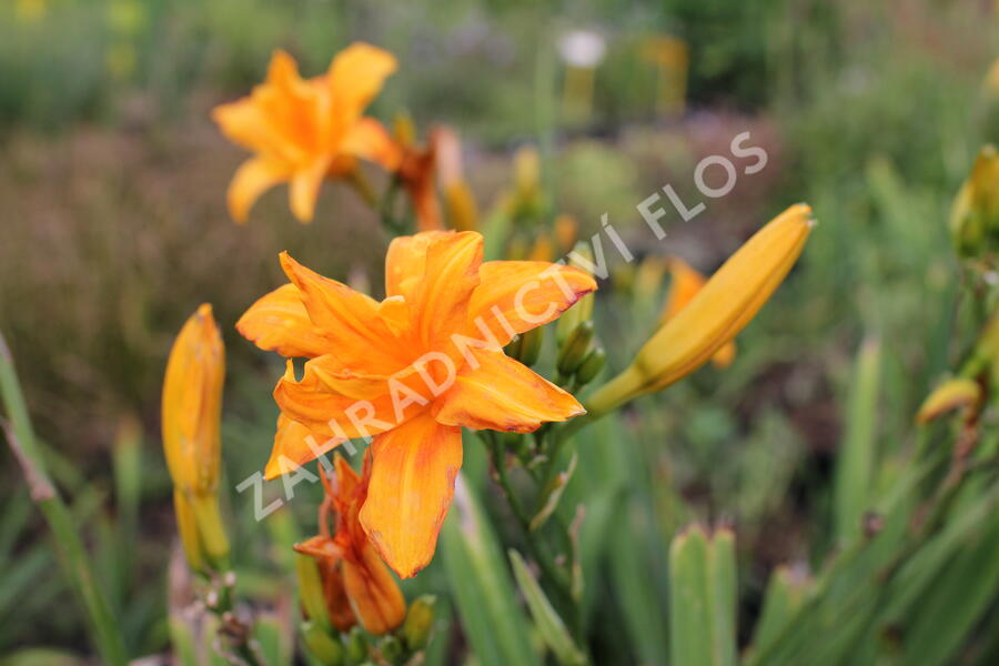 Denivka 'Primal Scream' - Hemerocallis 'Primal Scream'