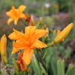Denivka 'Primal Scream' - Hemerocallis 'Primal Scream'