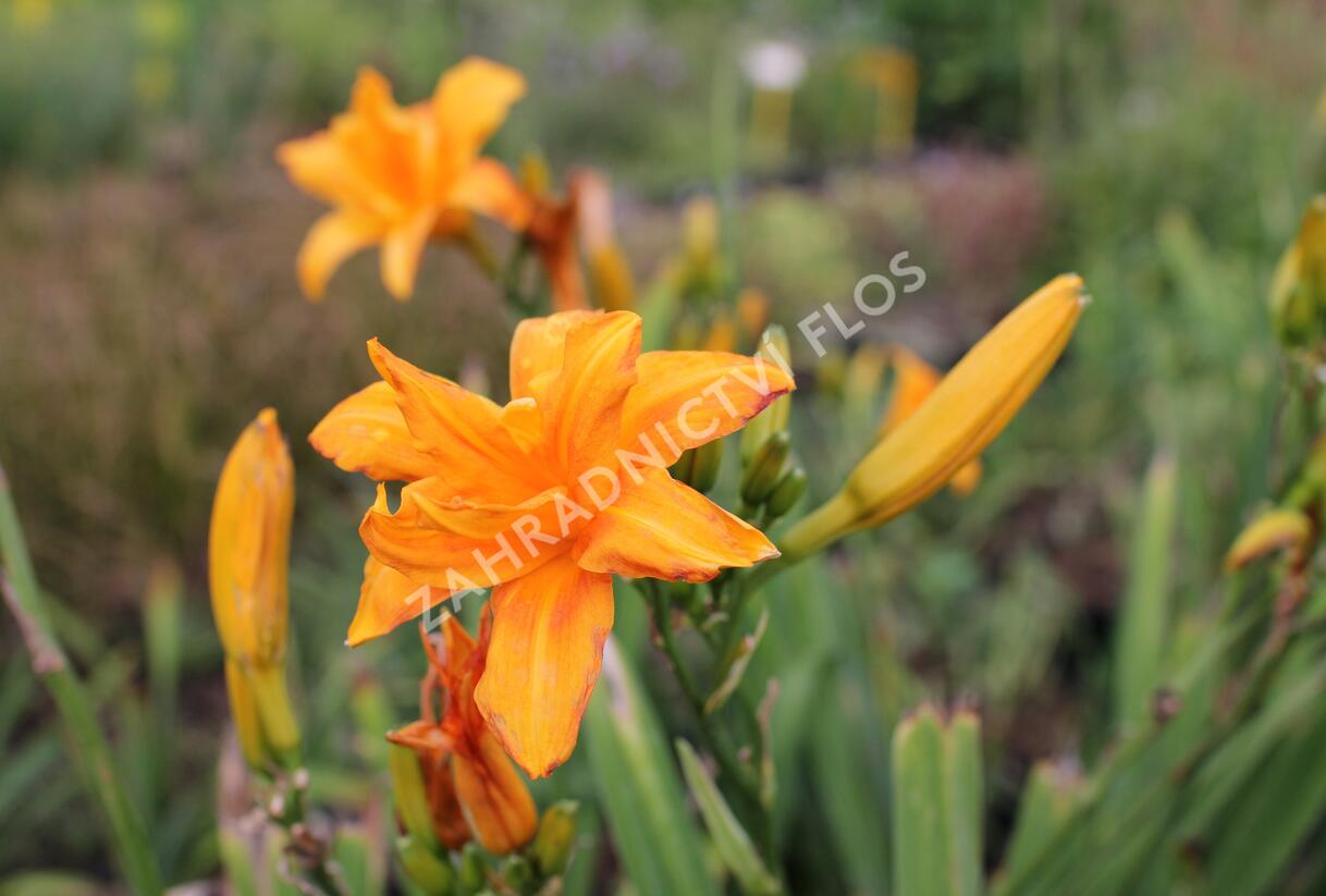 Denivka 'Primal Scream' - Hemerocallis 'Primal Scream'