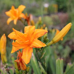 Denivka 'Primal Scream' - Hemerocallis 'Primal Scream'