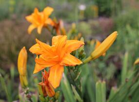 Denivka 'Primal Scream' - Hemerocallis 'Primal Scream'