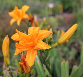 Denivka 'Primal Scream' - Hemerocallis 'Primal Scream'