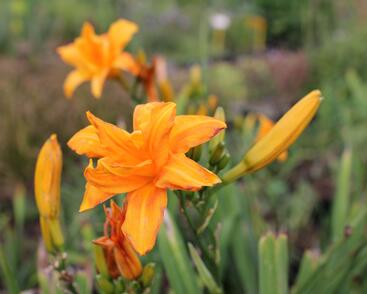 Denivka 'Primal Scream'