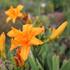 Hemerocallis 'Primal Scream'.JPG