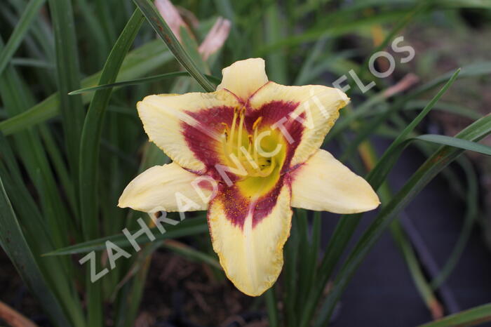 Denivka 'Blackberry Candy' - Hemerocallis 'Blackberry Candy'