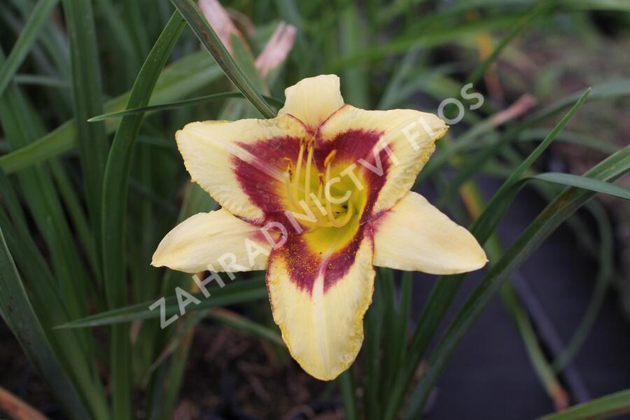 Denivka 'Blackberry Candy' - Hemerocallis 'Blackberry Candy'