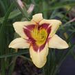 Denivka 'Blackberry Candy' - Hemerocallis 'Blackberry Candy'