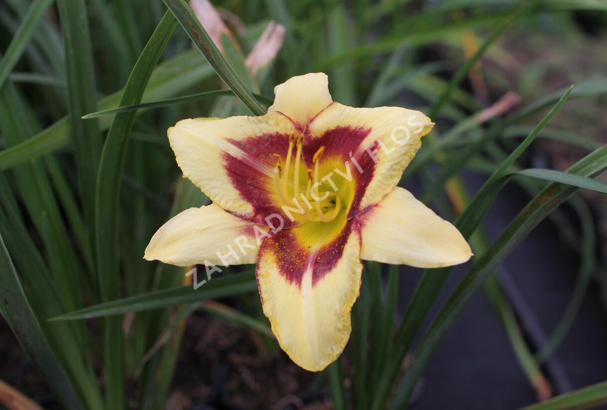 Denivka 'Blackberry Candy' - Hemerocallis 'Blackberry Candy'