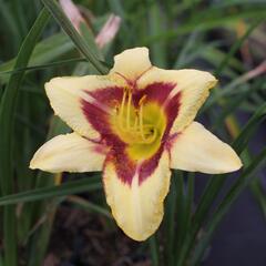 Denivka 'Blackberry Candy' - Hemerocallis 'Blackberry Candy'