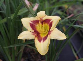 Denivka 'Blackberry Candy' - Hemerocallis 'Blackberry Candy'