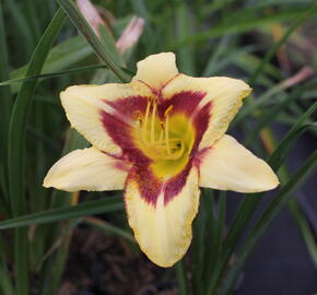 Denivka 'Blackberry Candy' - Hemerocallis 'Blackberry Candy'