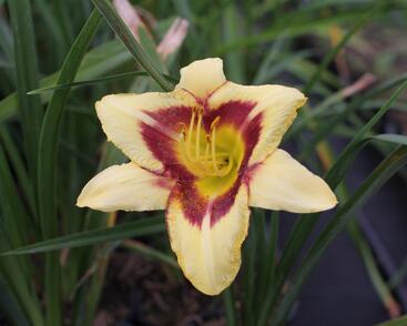 Denivka 'Blackberry Candy'