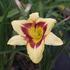 Hemerocallis 'Blackberry Candy'_01.JPG
