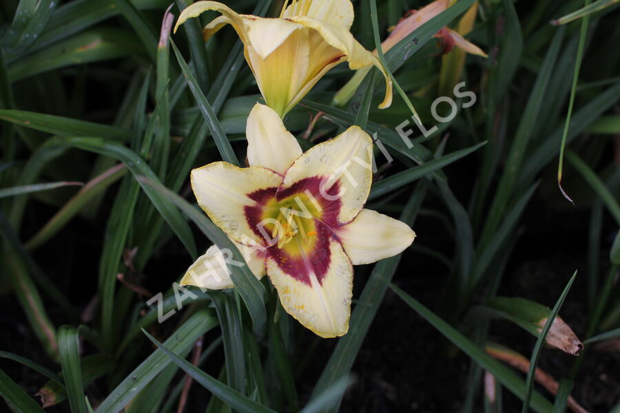 Denivka 'Blackberry Candy' - Hemerocallis 'Blackberry Candy'