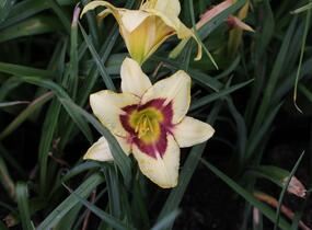 Denivka 'Blackberry Candy' - Hemerocallis 'Blackberry Candy'