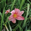 Denivka 'Prairie Bells' - Hemerocallis 'Prairie Bells'