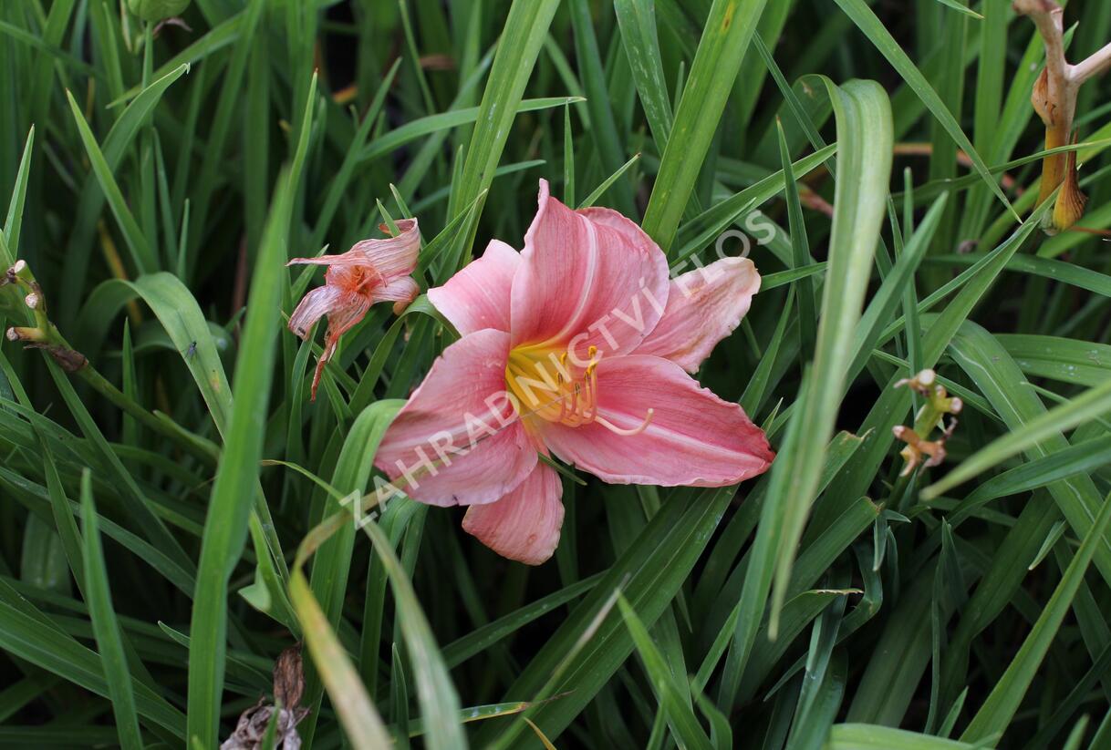 Denivka 'Prairie Bells' - Hemerocallis 'Prairie Bells'
