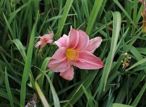 Denivka 'Prairie Bells' - Hemerocallis 'Prairie Bells'