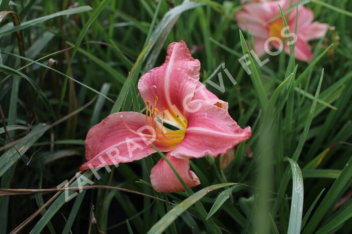 Denivka 'Prairie Bells' - Hemerocallis 'Prairie Bells'