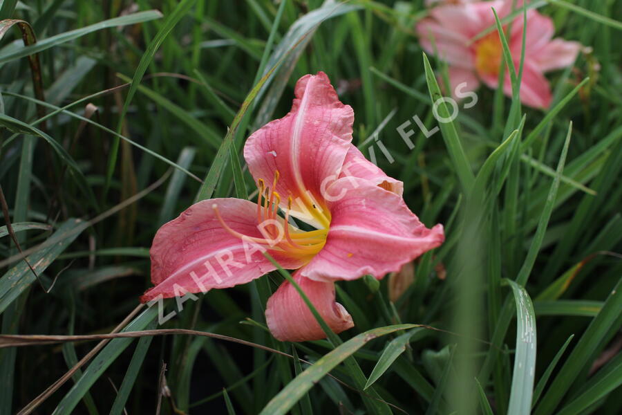 Denivka 'Prairie Bells' - Hemerocallis 'Prairie Bells'