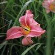 Denivka 'Prairie Bells' - Hemerocallis 'Prairie Bells'