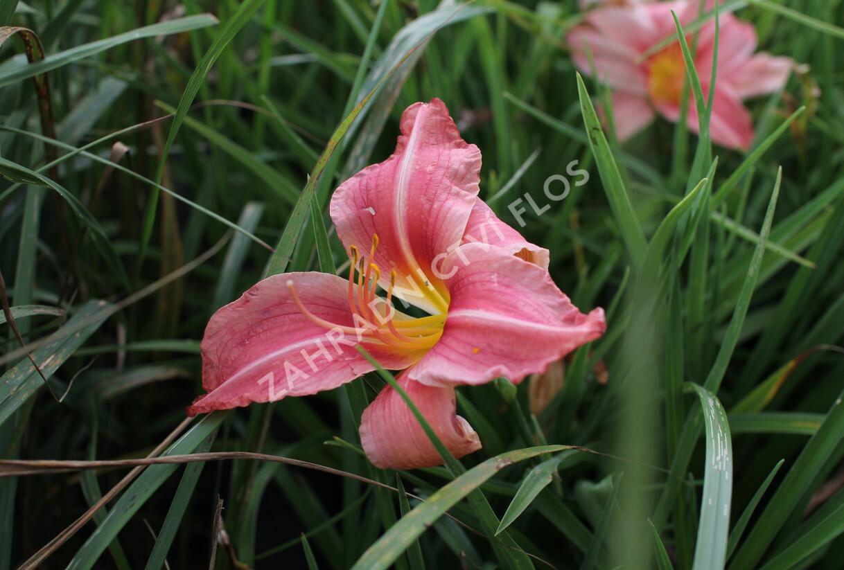 Denivka 'Prairie Bells' - Hemerocallis 'Prairie Bells'
