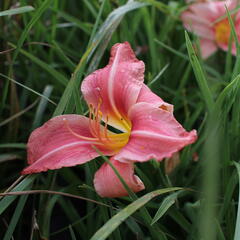 Denivka 'Prairie Bells' - Hemerocallis 'Prairie Bells'