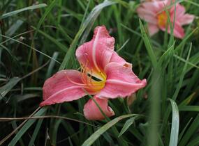 Denivka 'Prairie Bells' - Hemerocallis 'Prairie Bells'