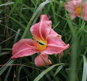 Denivka 'Prairie Bells' - Hemerocallis 'Prairie Bells'