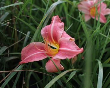 Denivka 'Prairie Bells'