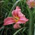 Hemerocallis 'Prairie Bells'.JPG