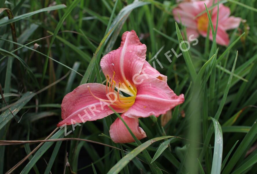 Denivka 'Prairie Bells' - Hemerocallis 'Prairie Bells'