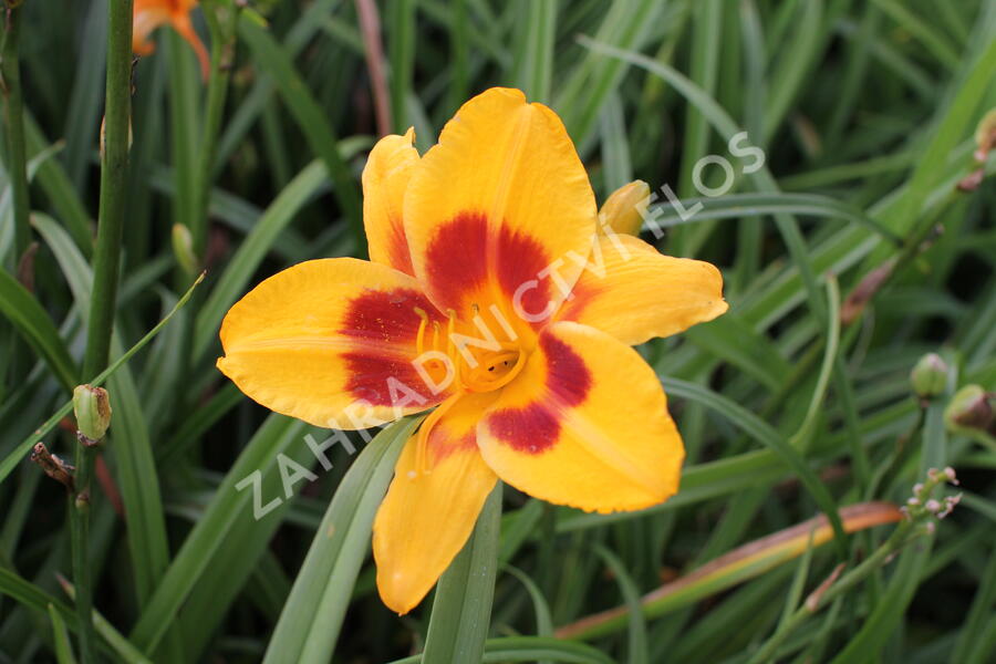 Denivka 'Black Eyed Susan' - Hemerocallis 'Black Eyed Susan'